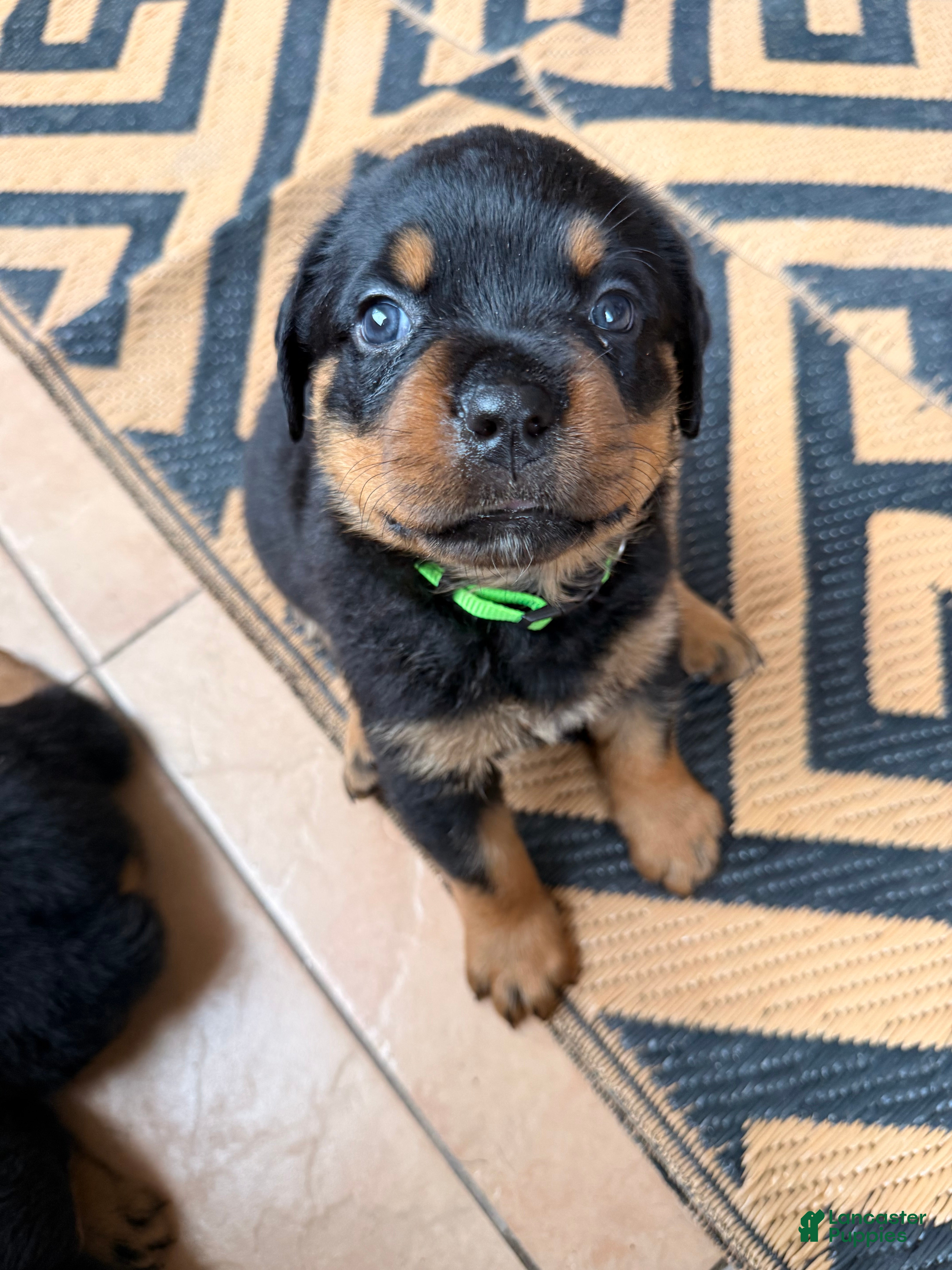 Rottweiler dogs Cash - Ad 29