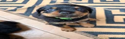 Rottweiler dogs for sale: Cash - Ad 1