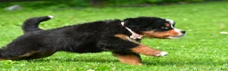 Bernese Mountain Dog dogs for sale: Nancey - Ad 7
