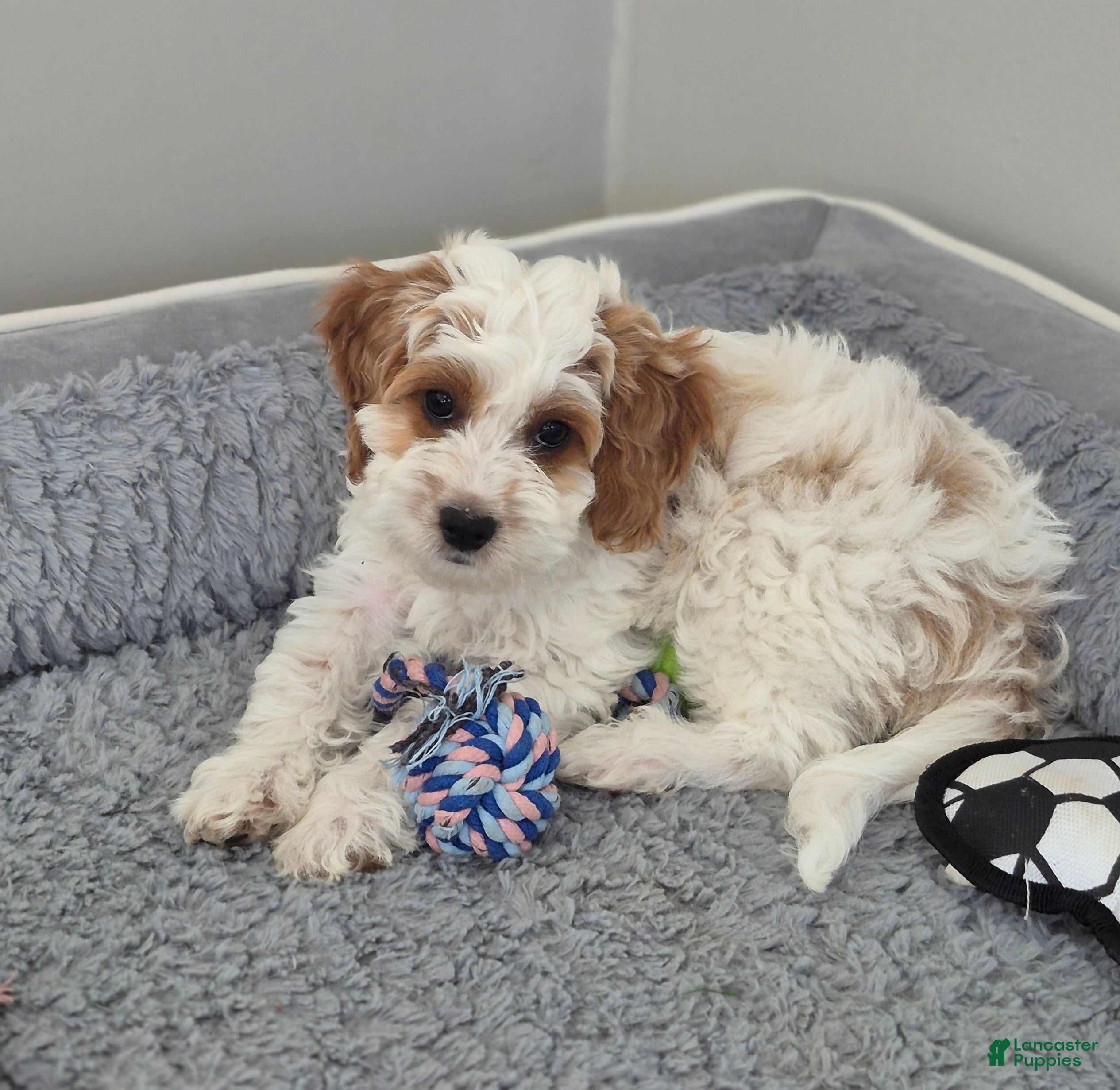Cockapoo dogs Mason - Ad 2