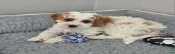 Cockapoo dogs for sale: Mason - Ad 2