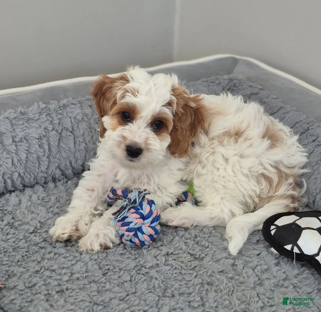 Cockapoo dogs for sale: Mason - Ad 2