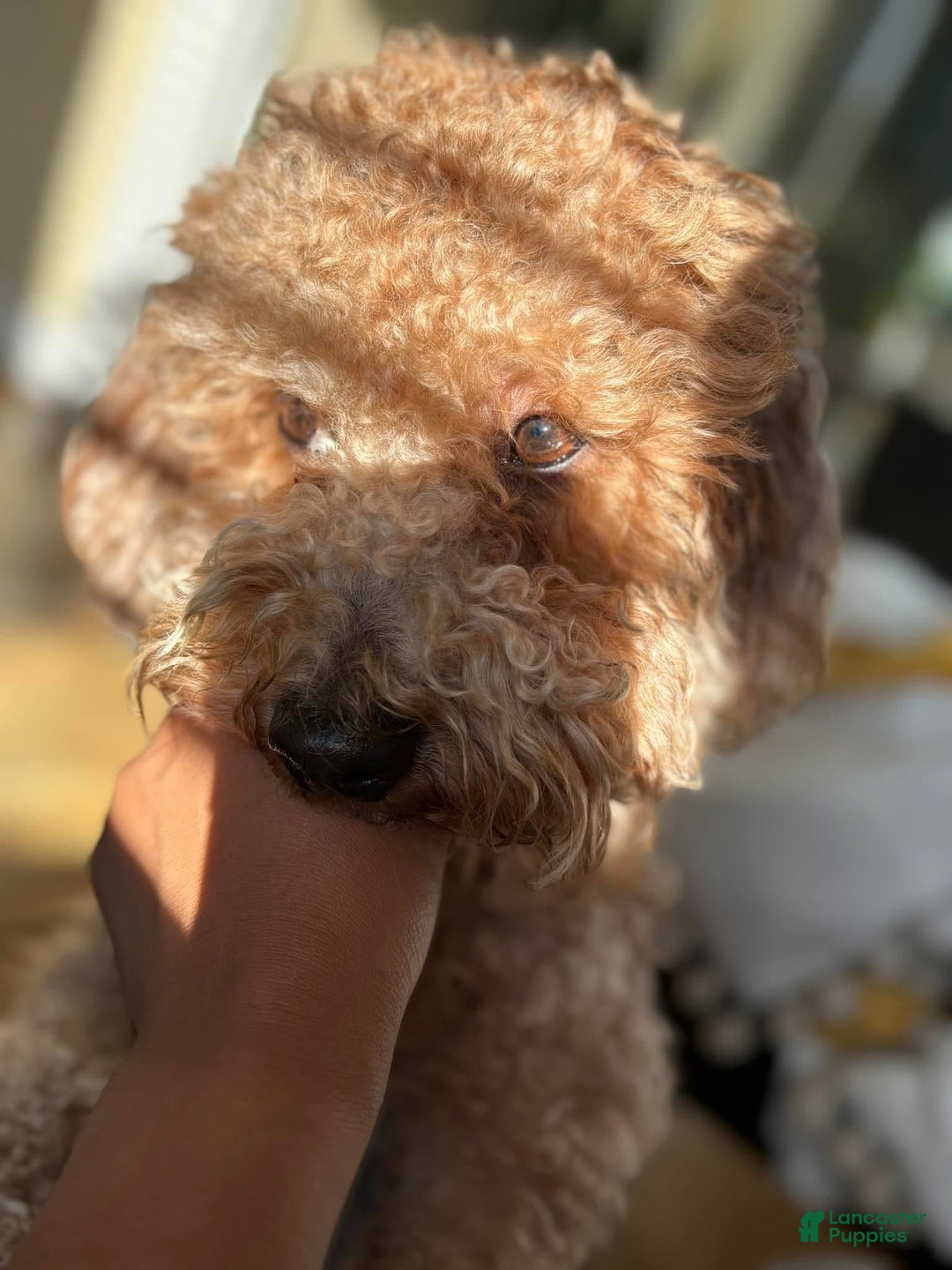 Gallery Image {{count}}