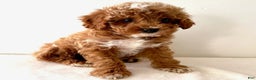 Cavapoo dogs for sale: Samantha  - Ad 4