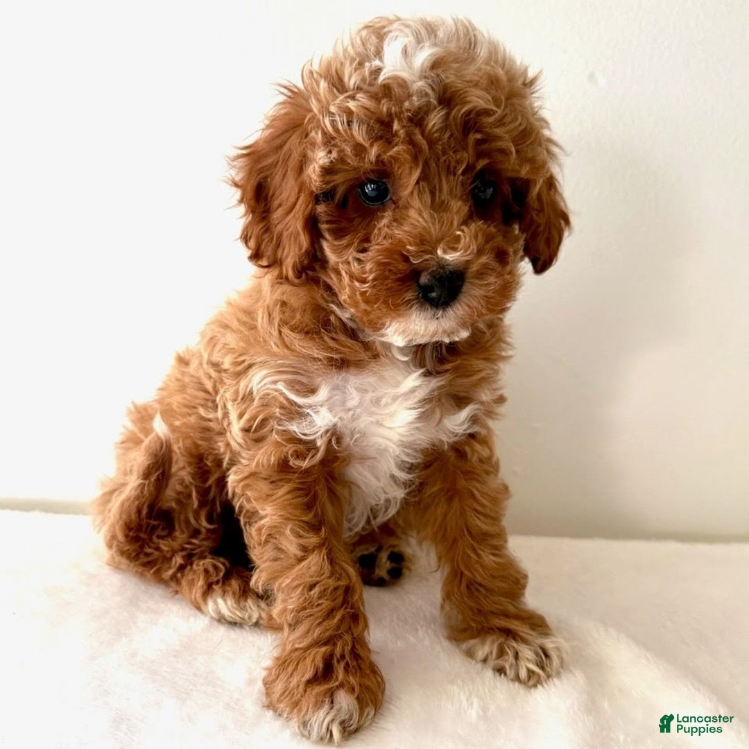 Cavapoo dogs for sale: Samantha  - Ad 4