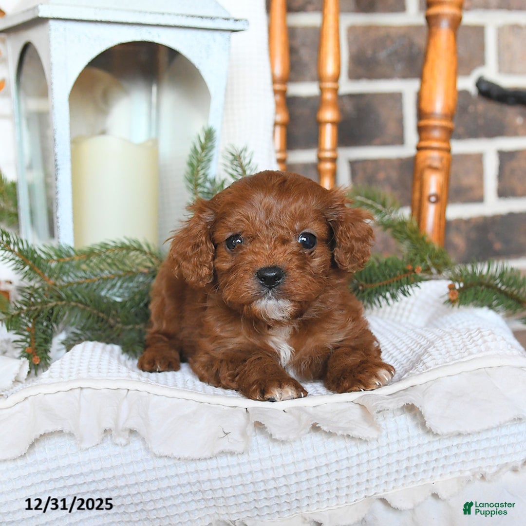 Cavapoo dogs for sale: Sierra - Ad 5