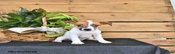 Jack Russell Terrier dogs for sale: Tasha - Ad 10