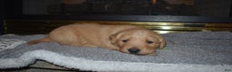 Golden Retriever dogs for sale: Misty - Ad 7