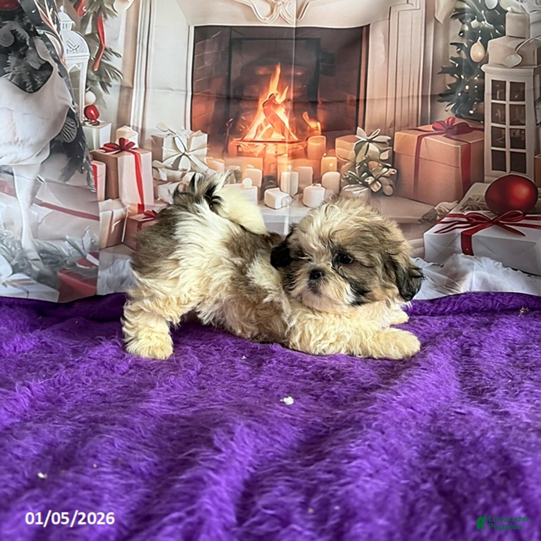 Shih Tzu dogs for sale: Paul - Ad 2