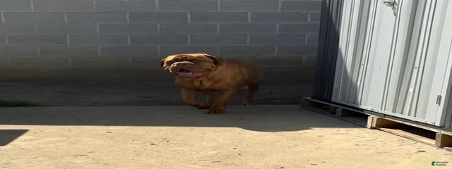 Maggie