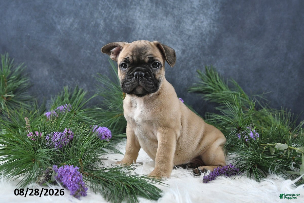 Frenchton dogs Marco - Ad 2