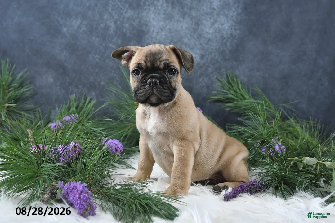Frenchton dogs for sale: Marco - Ad 2