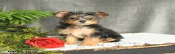Yorkiepoo dogs for sale: Lacey - Ad 3