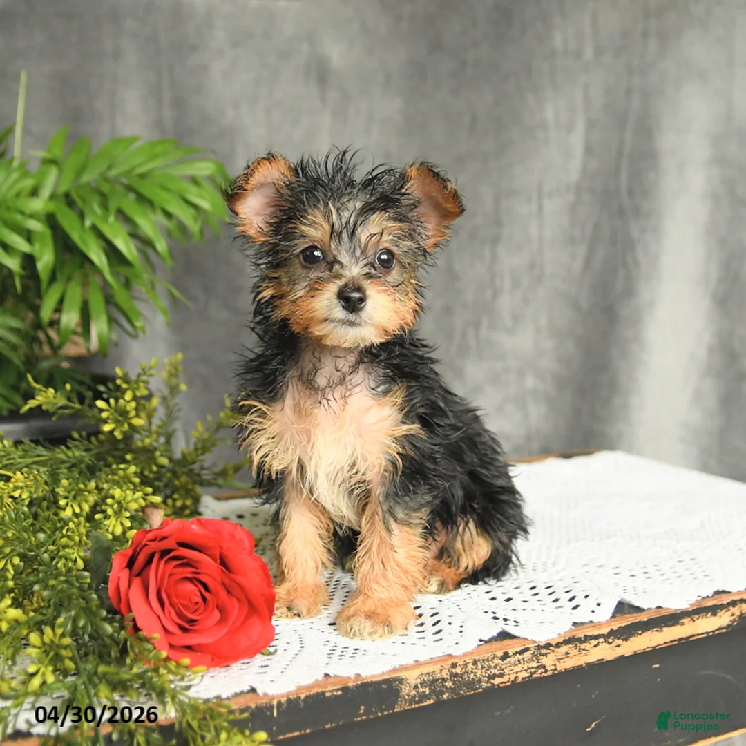 Yorkiepoo dogs for sale: Lacey - Ad 3