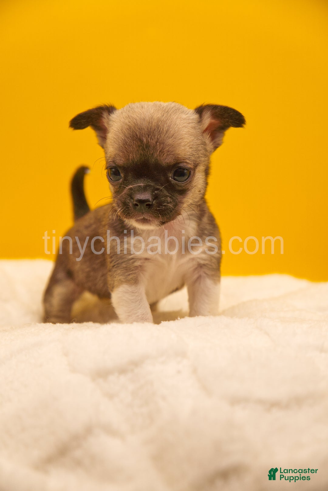Chihuahua dogs for sale: Luna - Ad 4