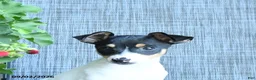 Toy Fox Terrier dogs for sale: Garth - Ad 6