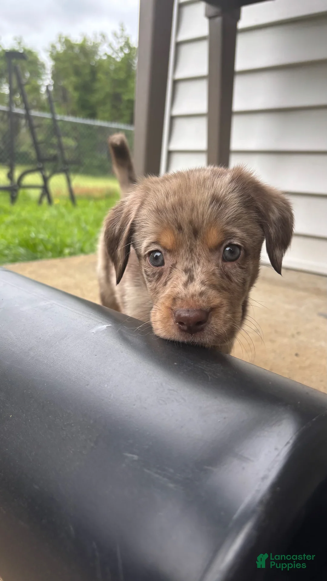 Double Doodle dogs for sale: Aussie puppy  - Ad 6