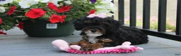 Miniature Poodle dogs for sale: Athena  - Ad 3
