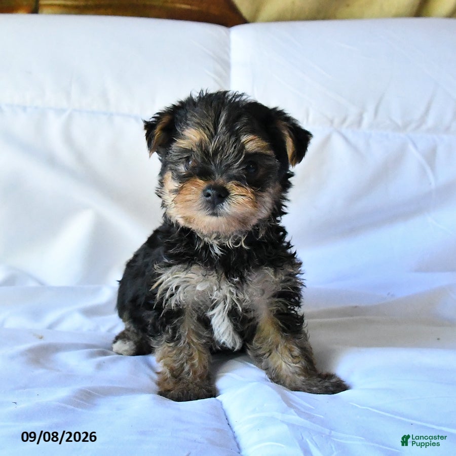 Yorkshire Terrier dogs Bingo - Ad 1