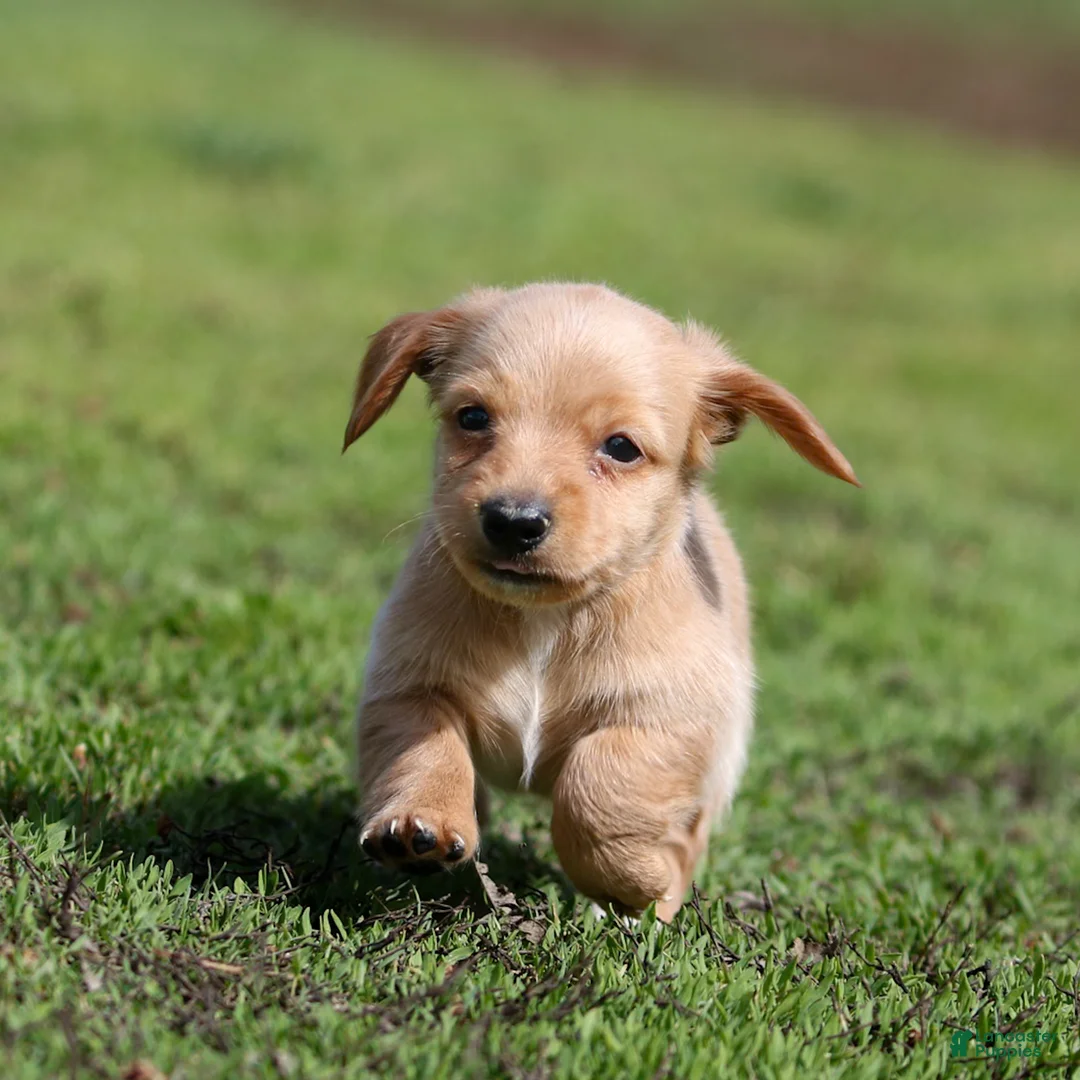 Miniature Dachshund dogs for sale: Paisley Miniature Dachshund Puppy  - Ad 1