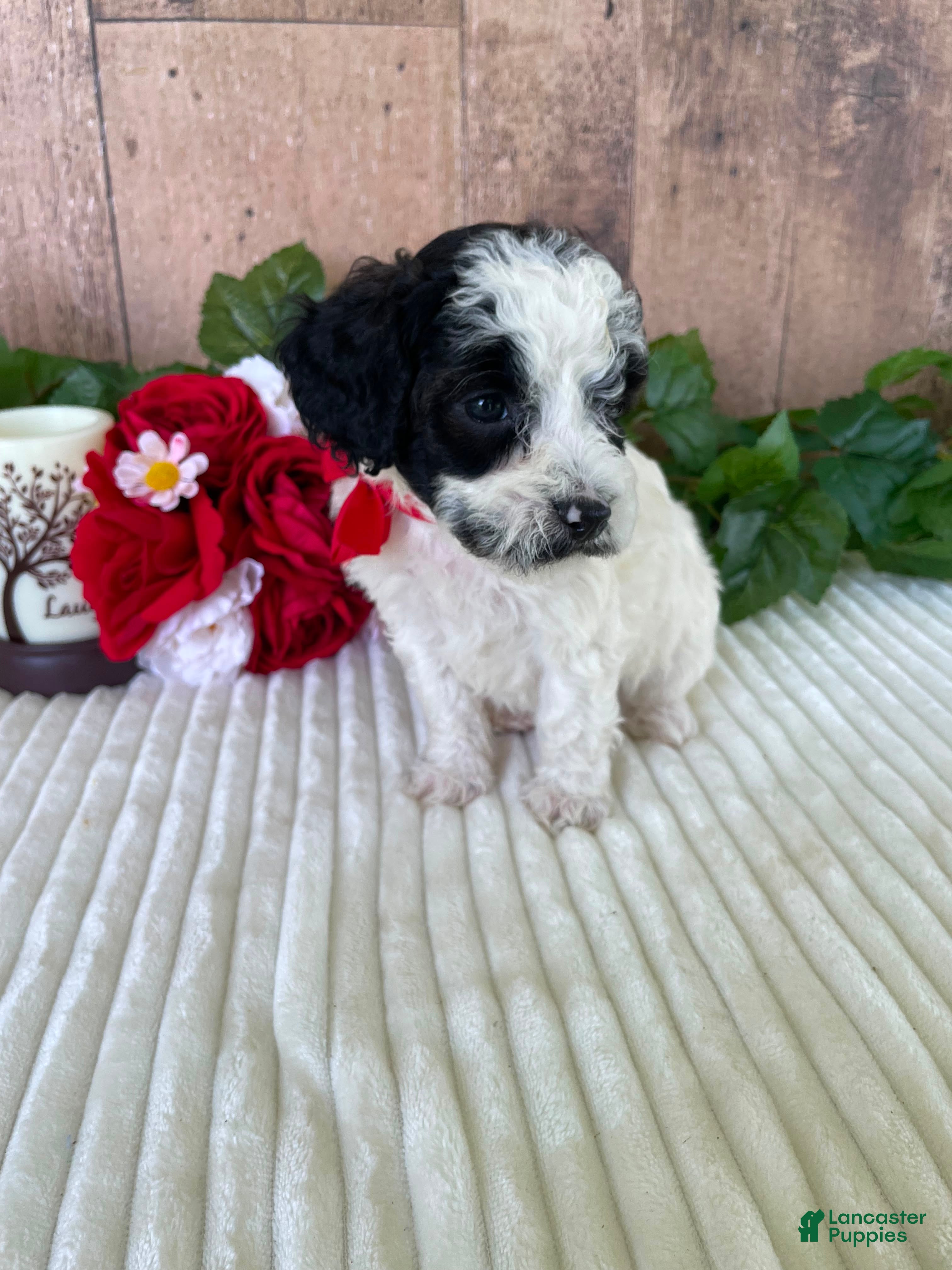 Mini Goldendoodle dogs Miss Weaver - Ad 6