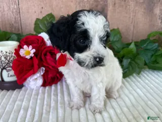 Mini Goldendoodle dogs Miss Weaver - Ad 36
