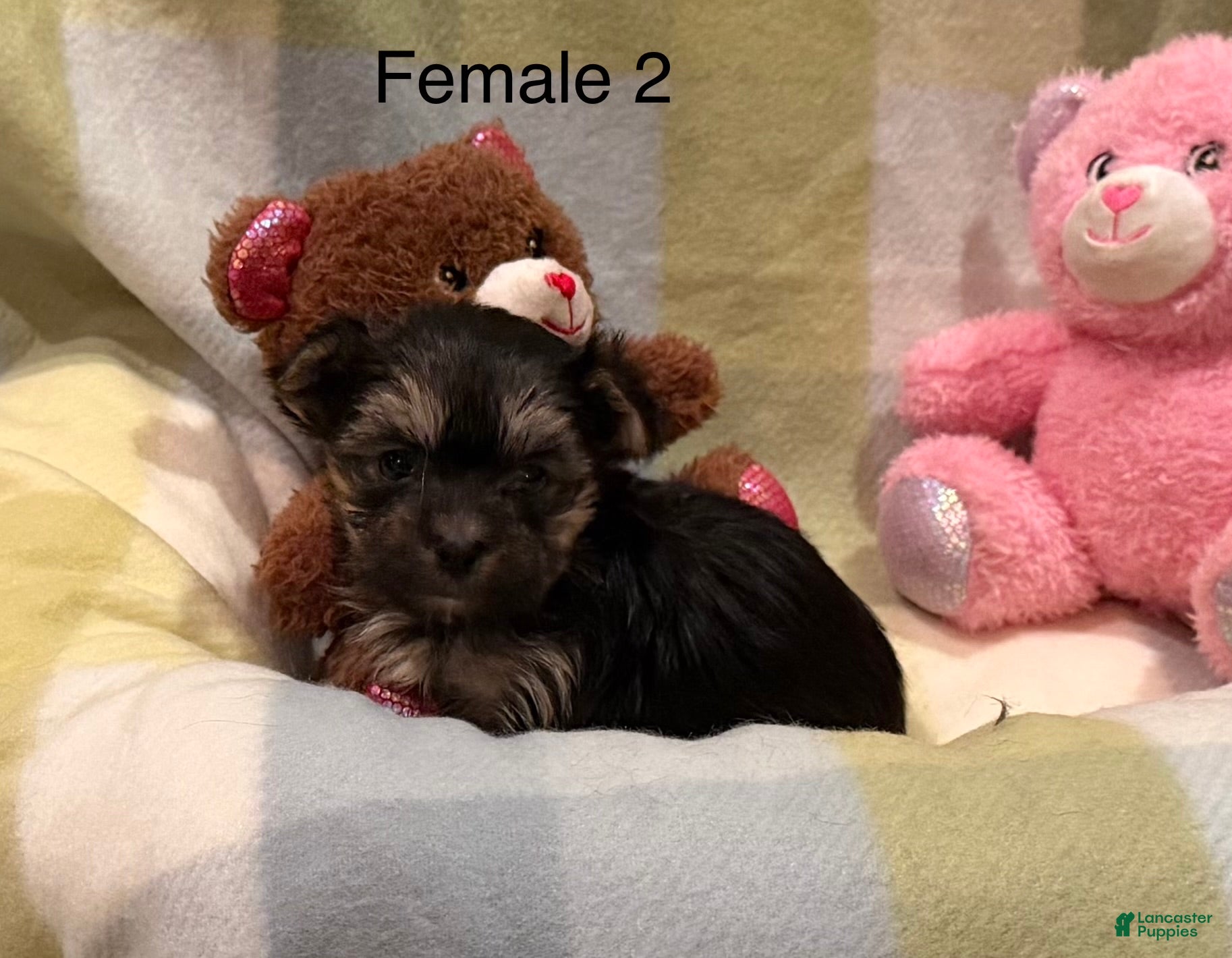 Morkie dogs Morkie Mia - Ad 1