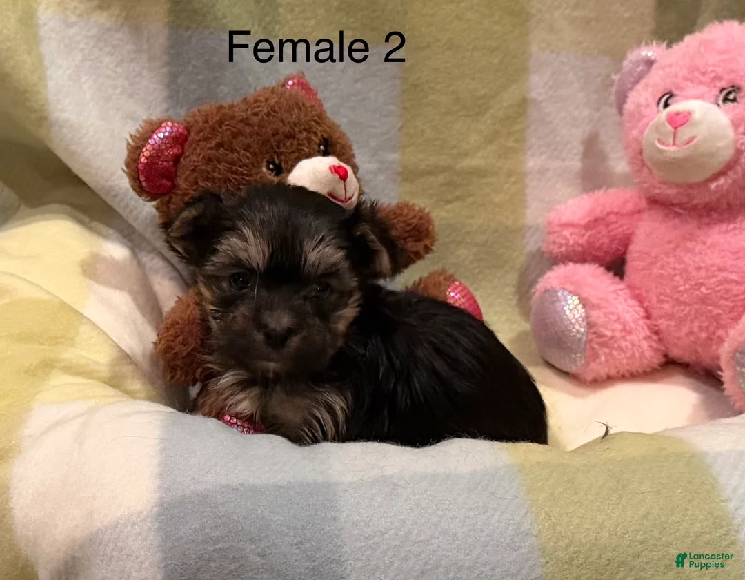 Morkie dogs for sale: Morkie Mia - Ad 1