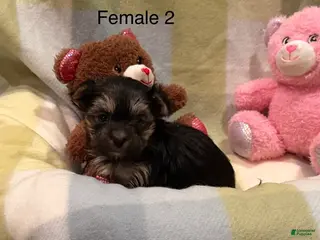 Morkie dogs for sale: Morkie Mia - Ad 2