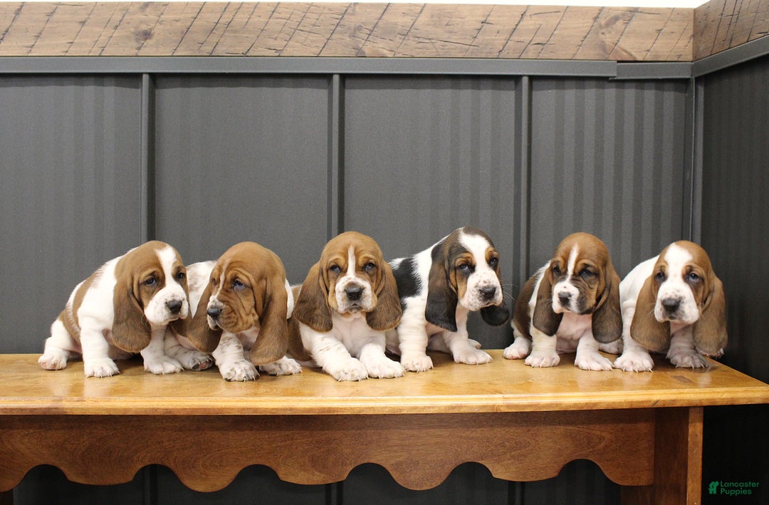 Basset Hound dogs for sale: Chloe - Ad 6