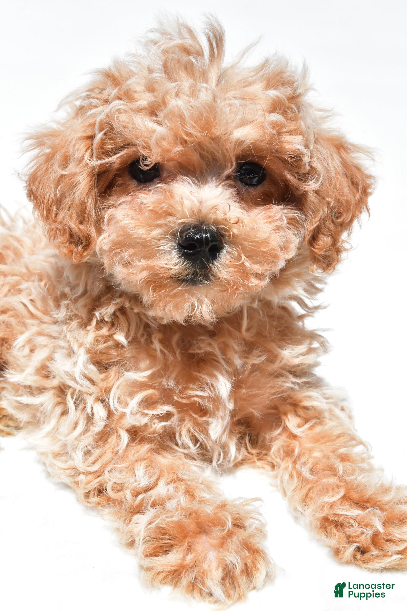 Maltipoo dogs Captain - Ad 1