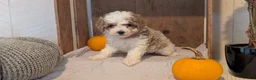 Miniature Poodle dogs for sale: Lyla - Ad 3