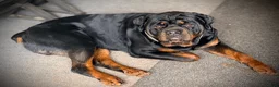Rottweiler dogs for sale: Ruby - Ad 17