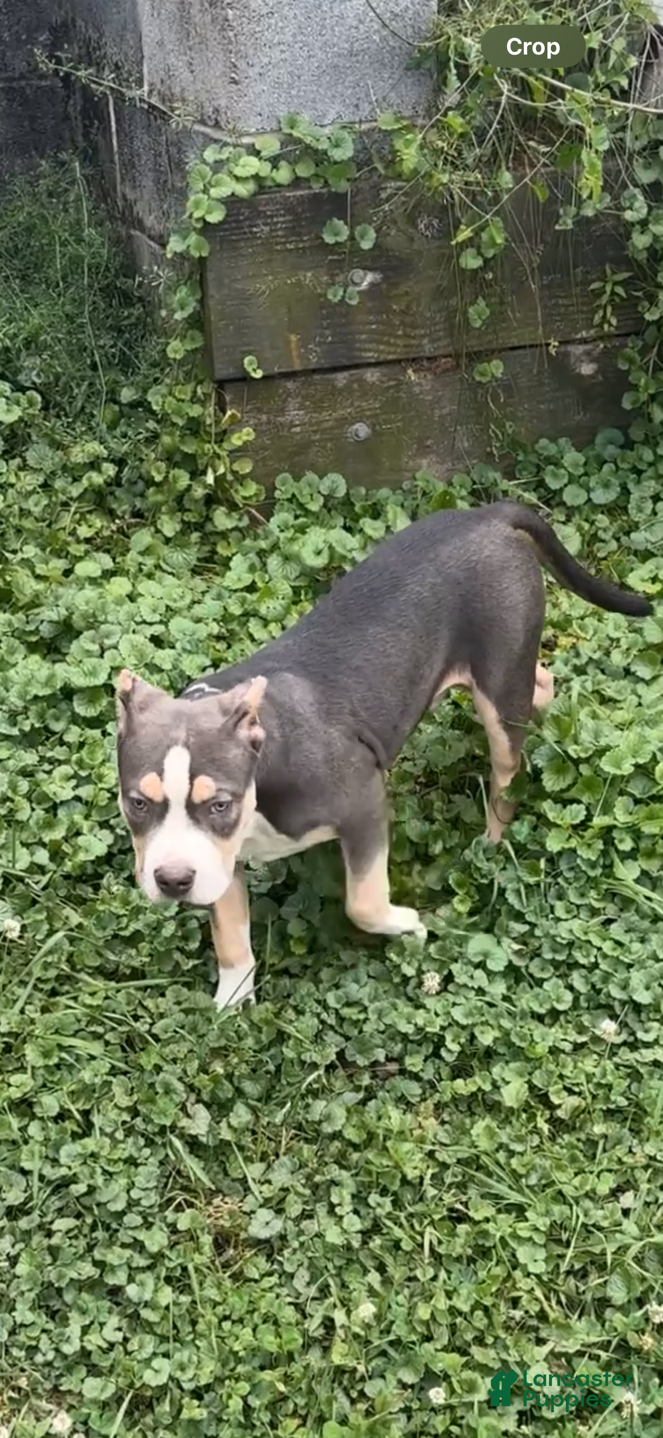 American Bully dogs American Bully 7 - Ad 1