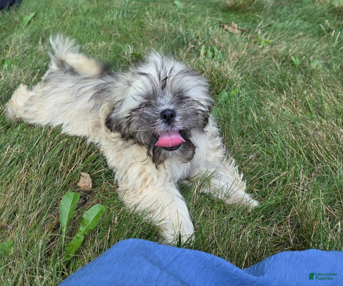 Teddy Bear dogs Penny - Ad 2
