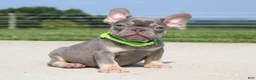 French Bulldog dogs for sale: Hank - Ad 3