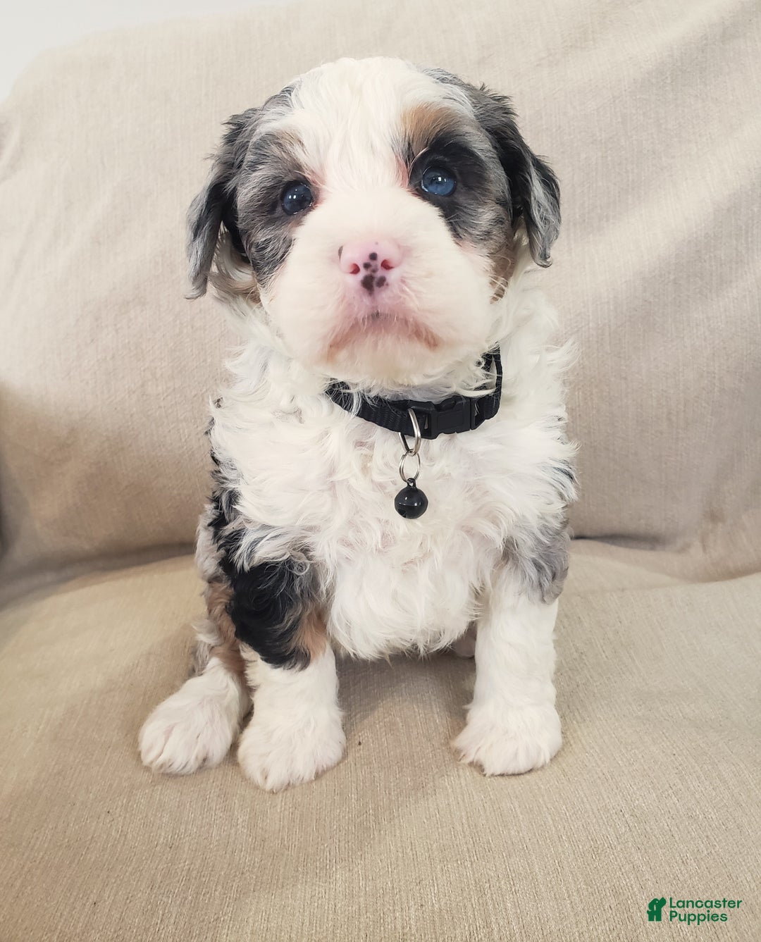 Mini Bernedoodle dogs for sale: Ace - Ad 1