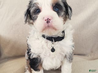 Mini Bernedoodle dogs Ace - Ad 9