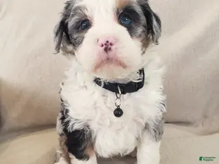 Mini Bernedoodle dogs Ace - Ad 13