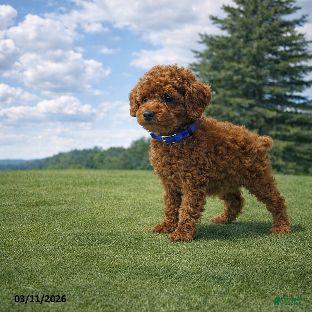 Miniature Poodle dogs Prince   - Ad 1