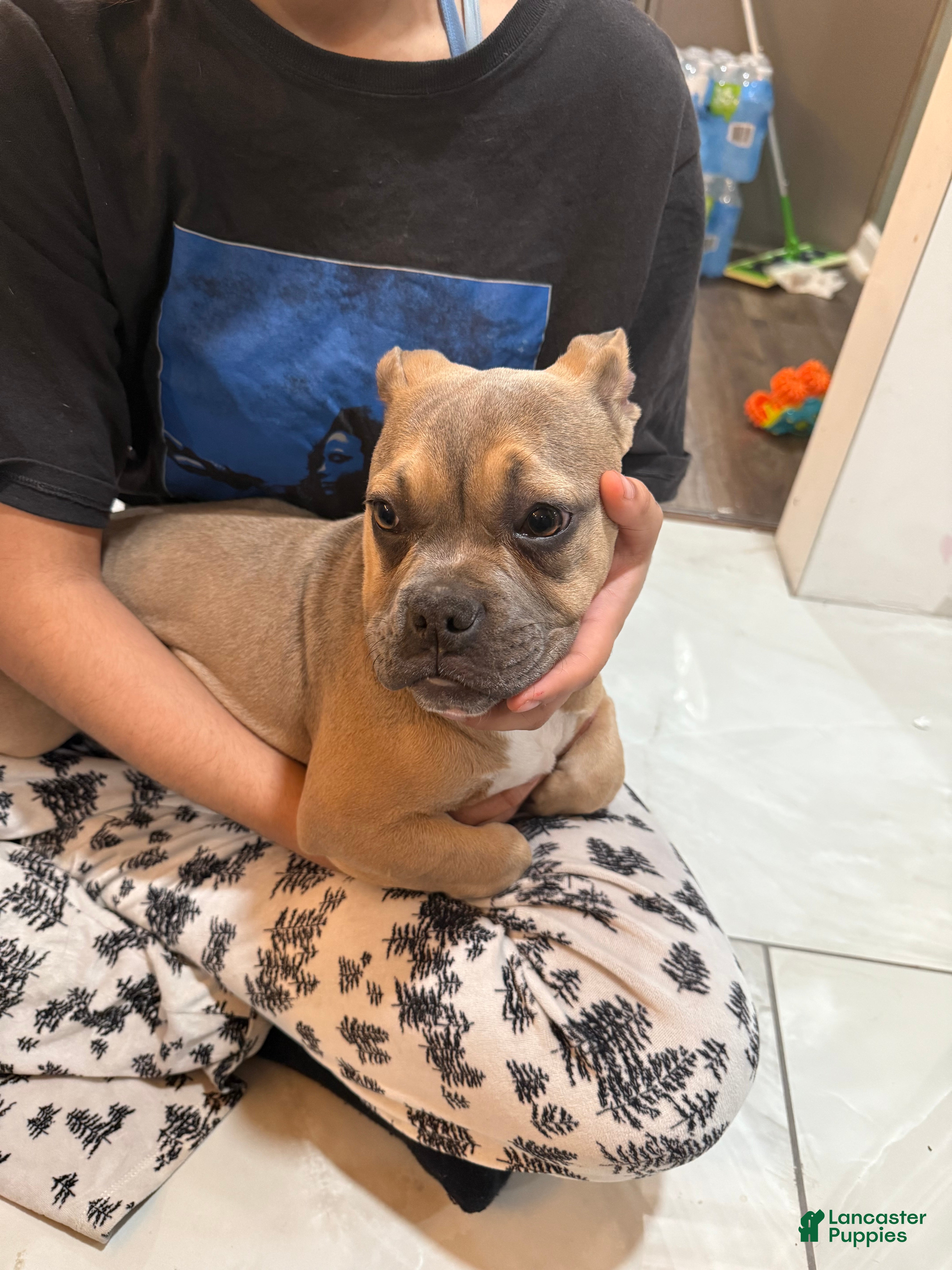 Mixed Breed dogs Viva - Ad 12