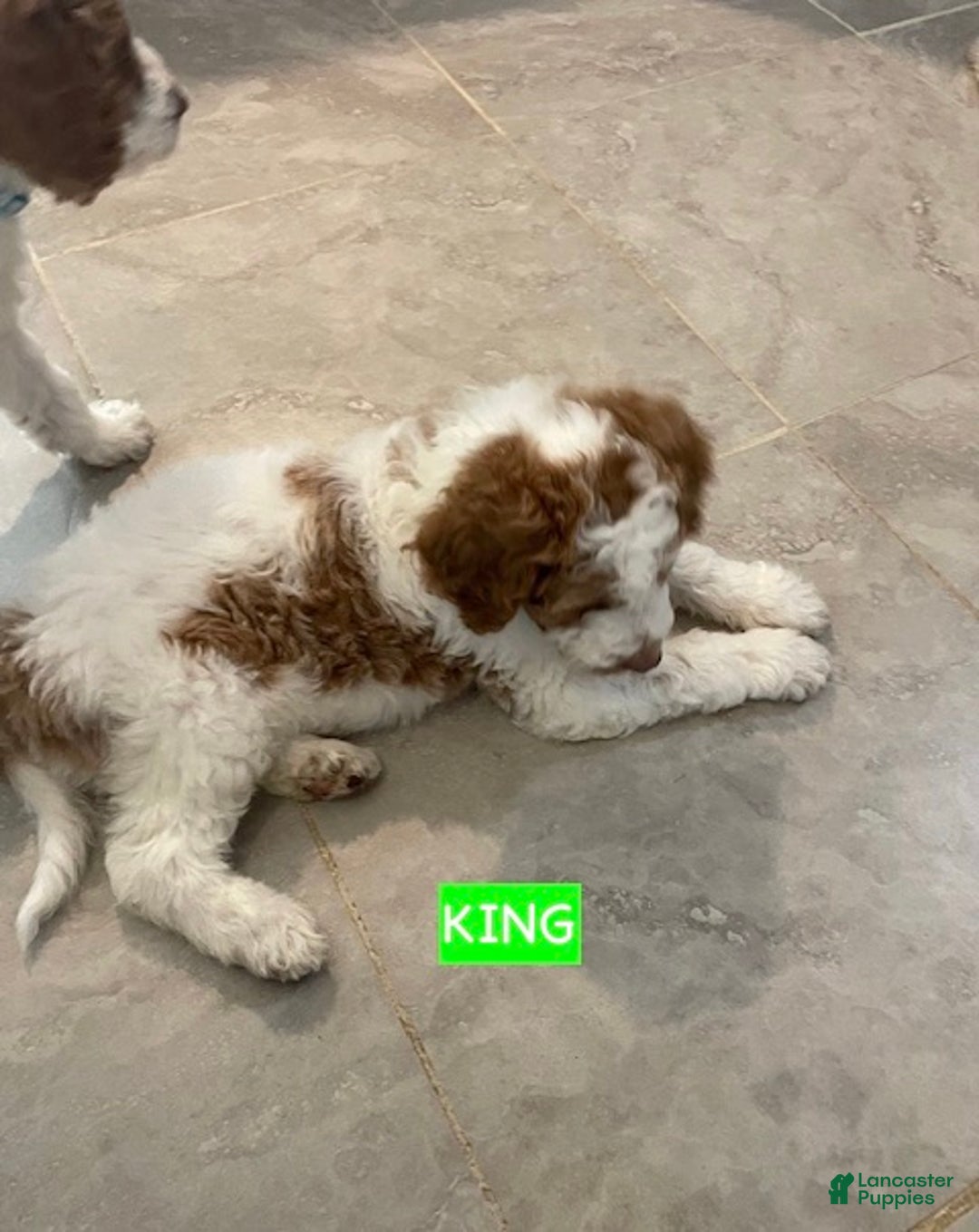 Miniature Labradoodle dogs for sale: Labradoodle Puppy 3 - Ad 5