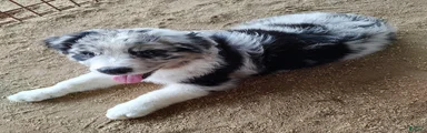 Australian Shepherd Puppy 4