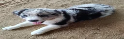 Australian Shepherd dogs for sale: Australian Shepherd Puppy 4 - Ad 1