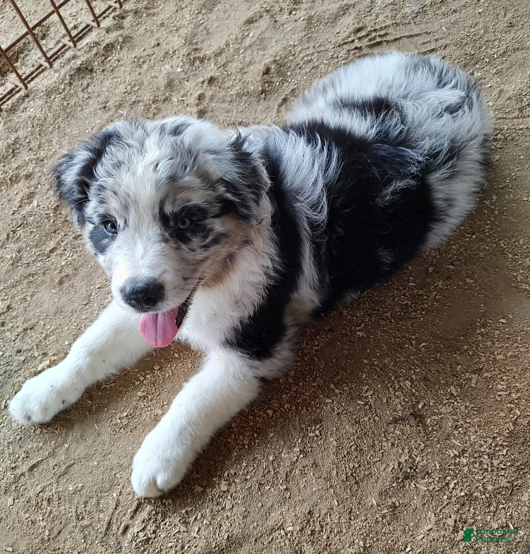 Australian Shepherd dogs for sale: Australian Shepherd Puppy 4 - Ad 1