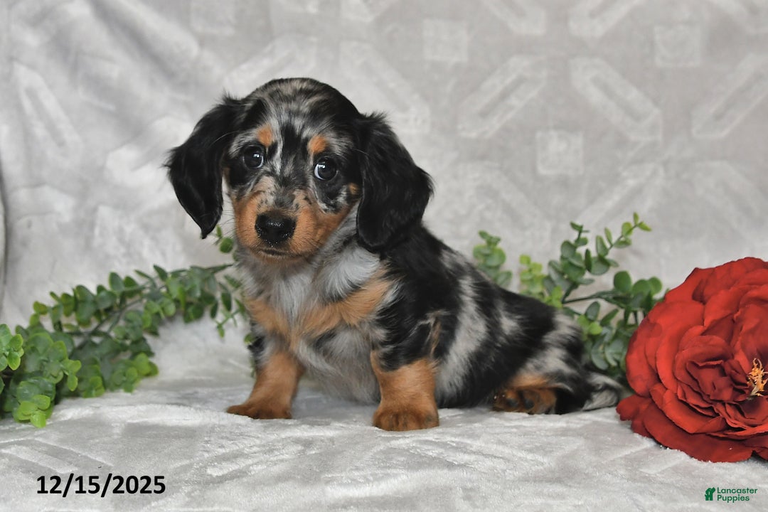 Dachshund dogs for sale: Eliot - Ad 2