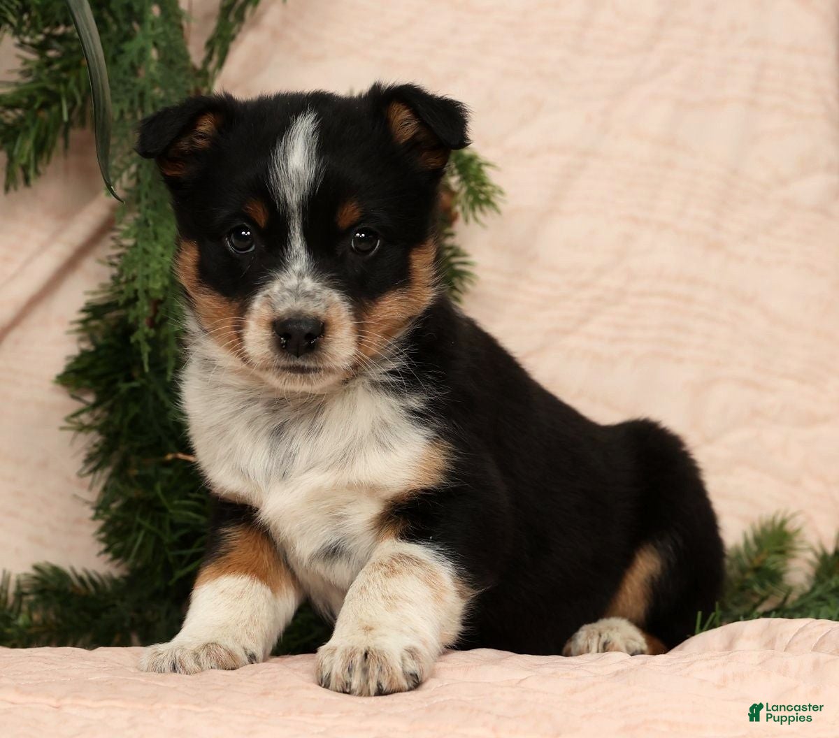 Australian Shepherd dogs Stella - Ad 2