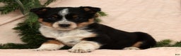Australian Shepherd dogs for sale: Stella - Ad 1