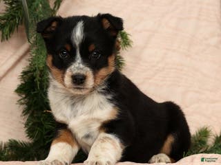 Australian Shepherd dogs Stella - Ad 22