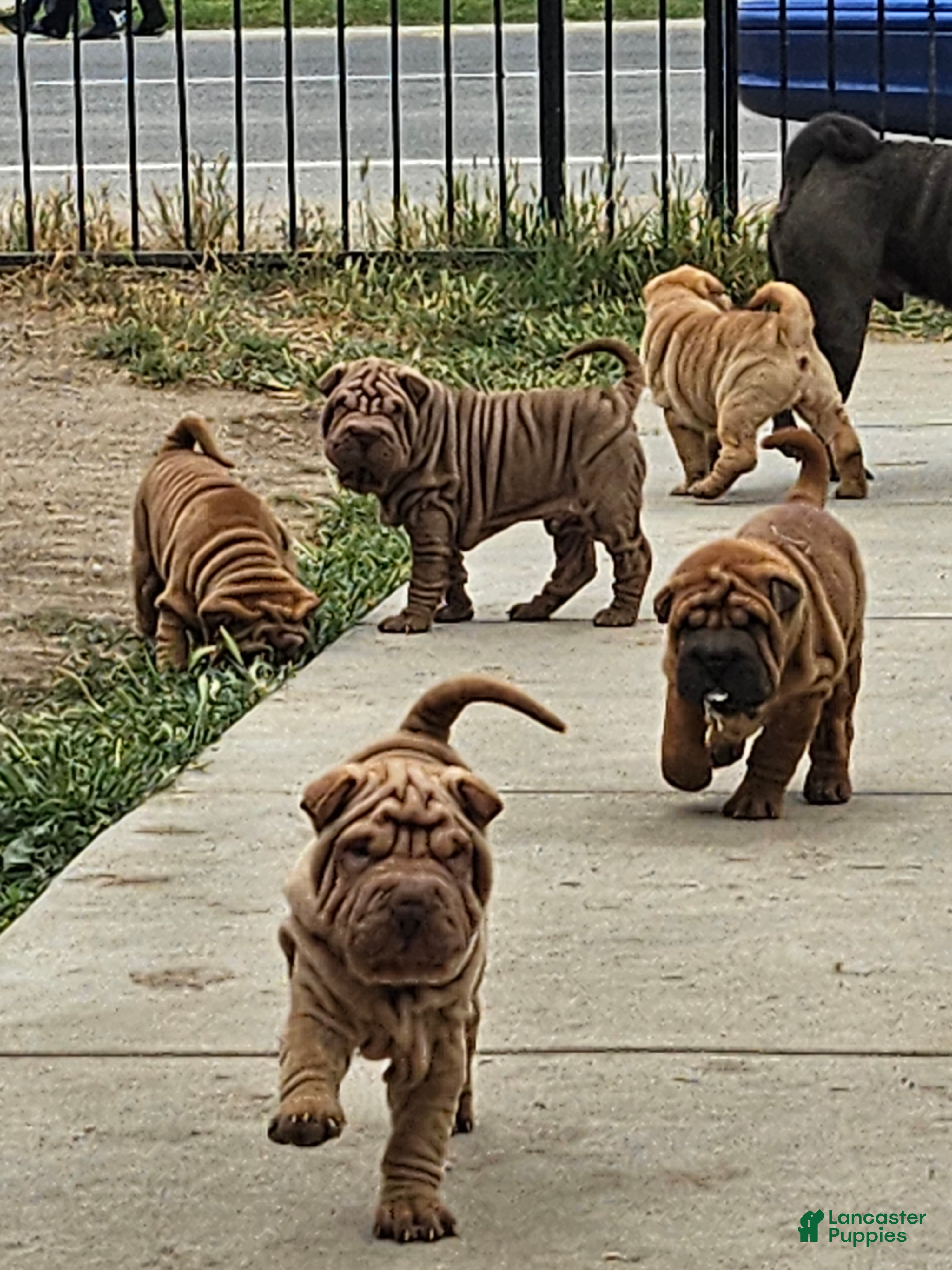 Shar Pei dogs Shar Pei Puppy 1 - Ad 1